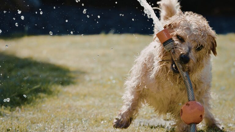 Dog Playing with hose during day
