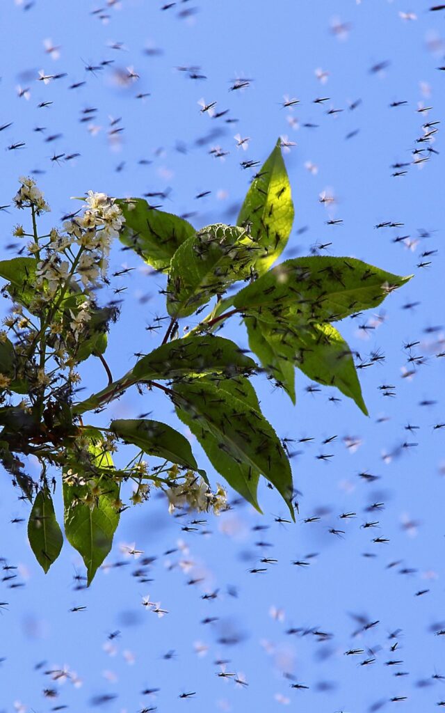 Swarm of Mosquitos Mosquito Shield mobile