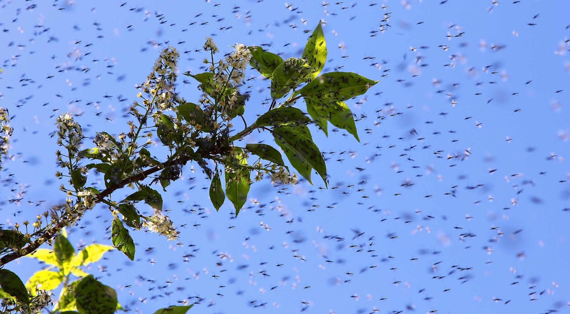 Swarm of Mosquitos Mosquito Shield