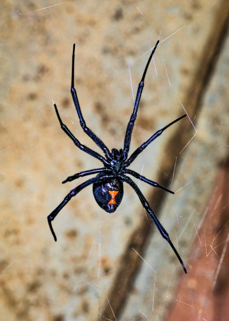 Black Widow Indoor Image Mosquito Shield Southern NJ