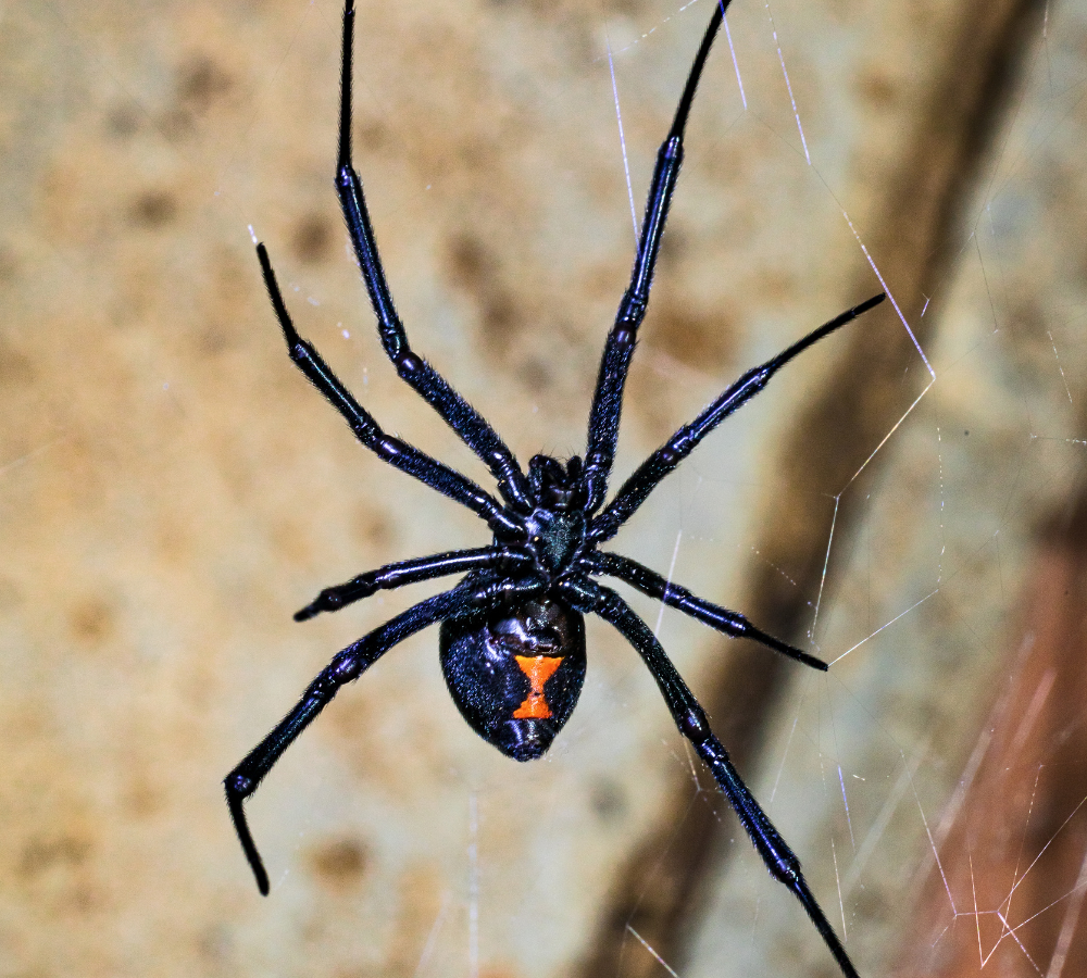 Black Widow Indoor Image Mosquito Shield Southern NJ