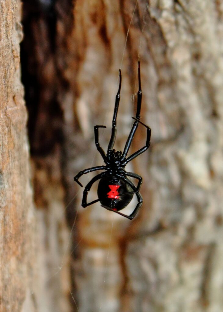 Black Widow Outdoor Image Mosquito Shield Southern NJ