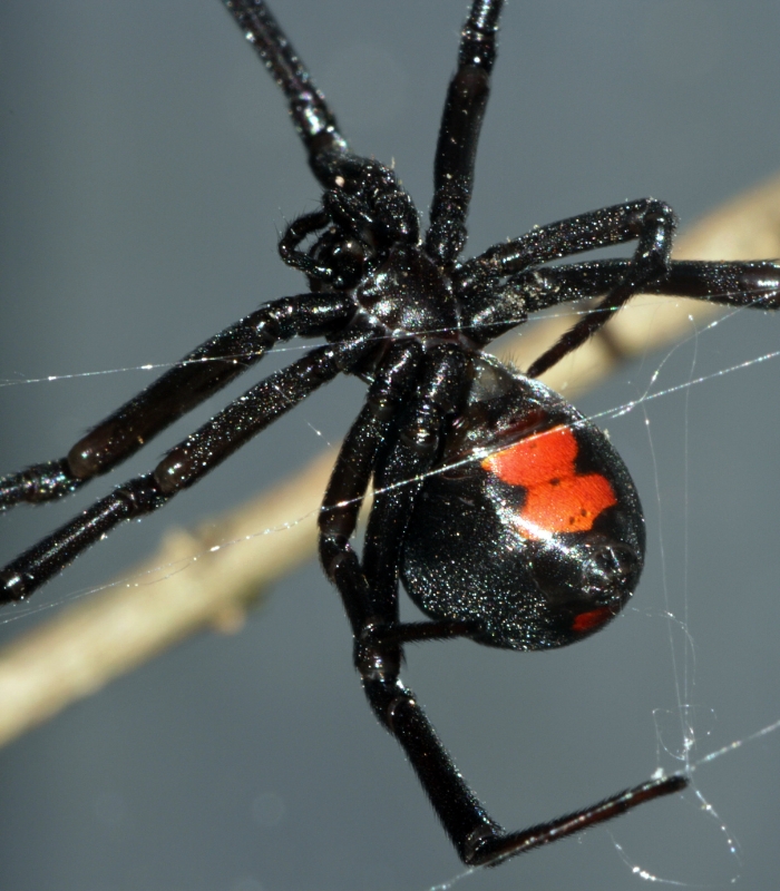 Black Widow spider up close