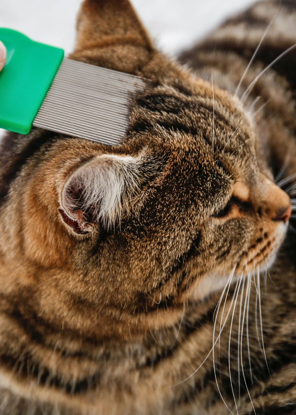 Flea Control Cat Image Mosquito Shield OKC
