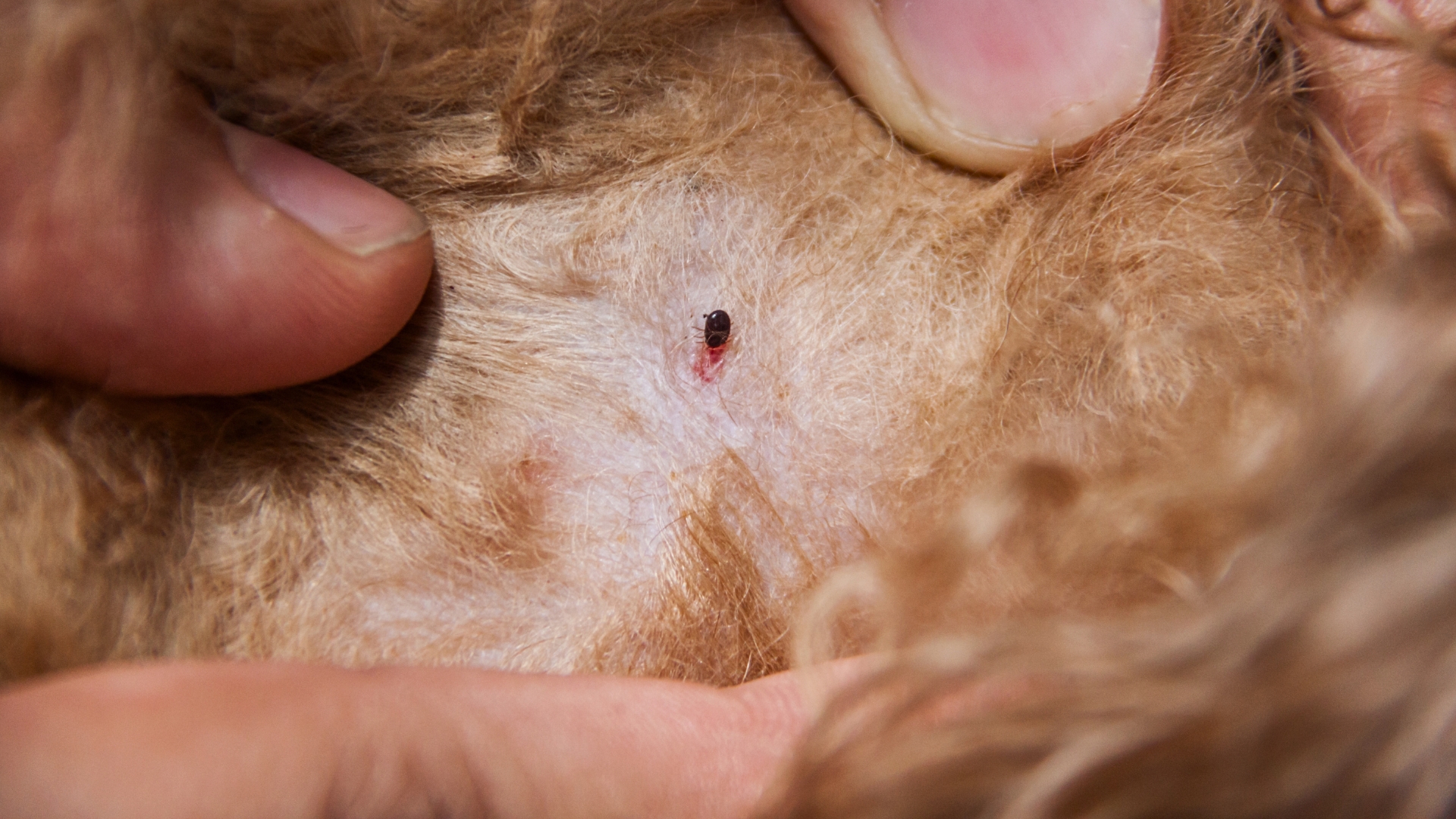 Flea Control Hero Image Mosquito Shield OKC