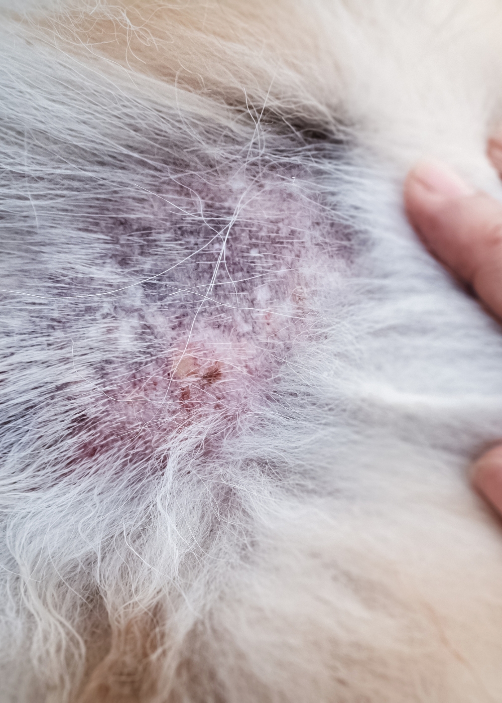 Flea Control damaged pet skin Image Mosquito Shield OKC