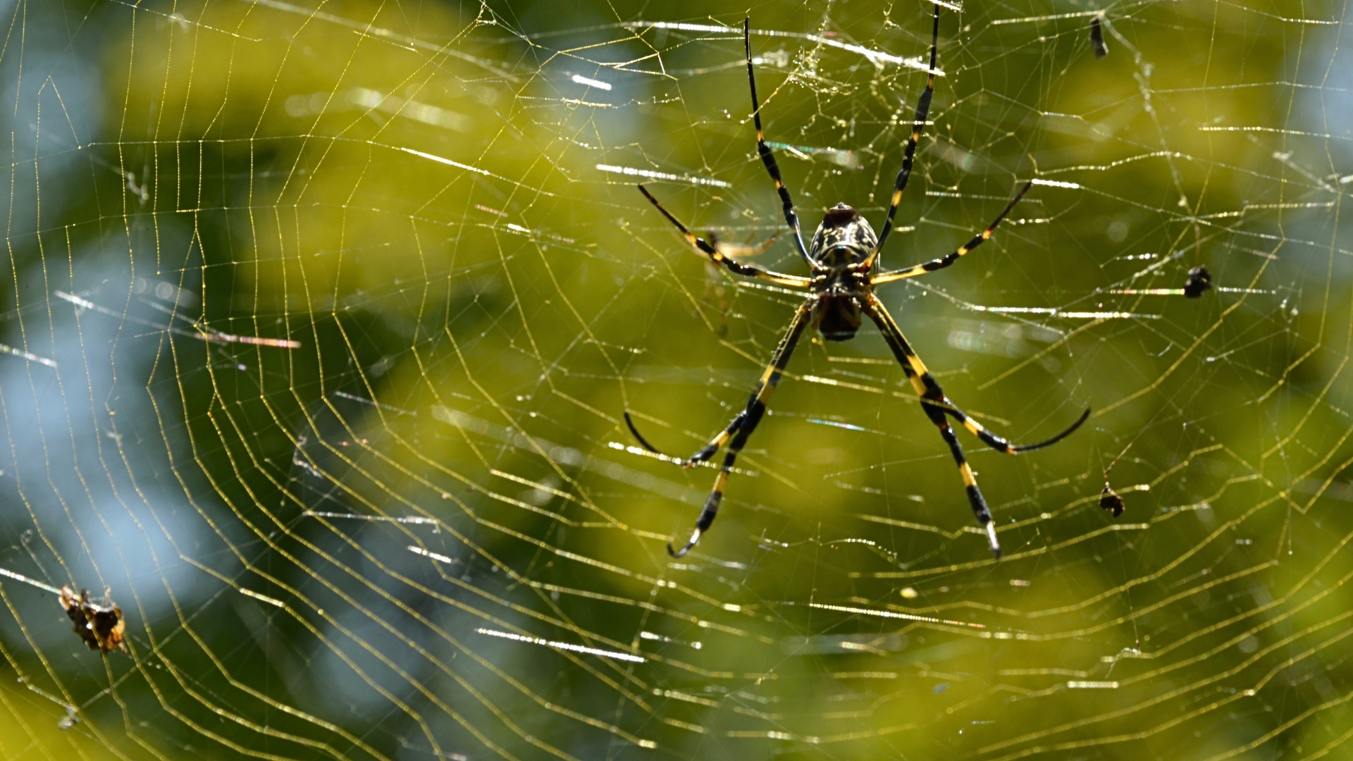 Joro Spider Hero Image Mosquito Shield Marietta GA