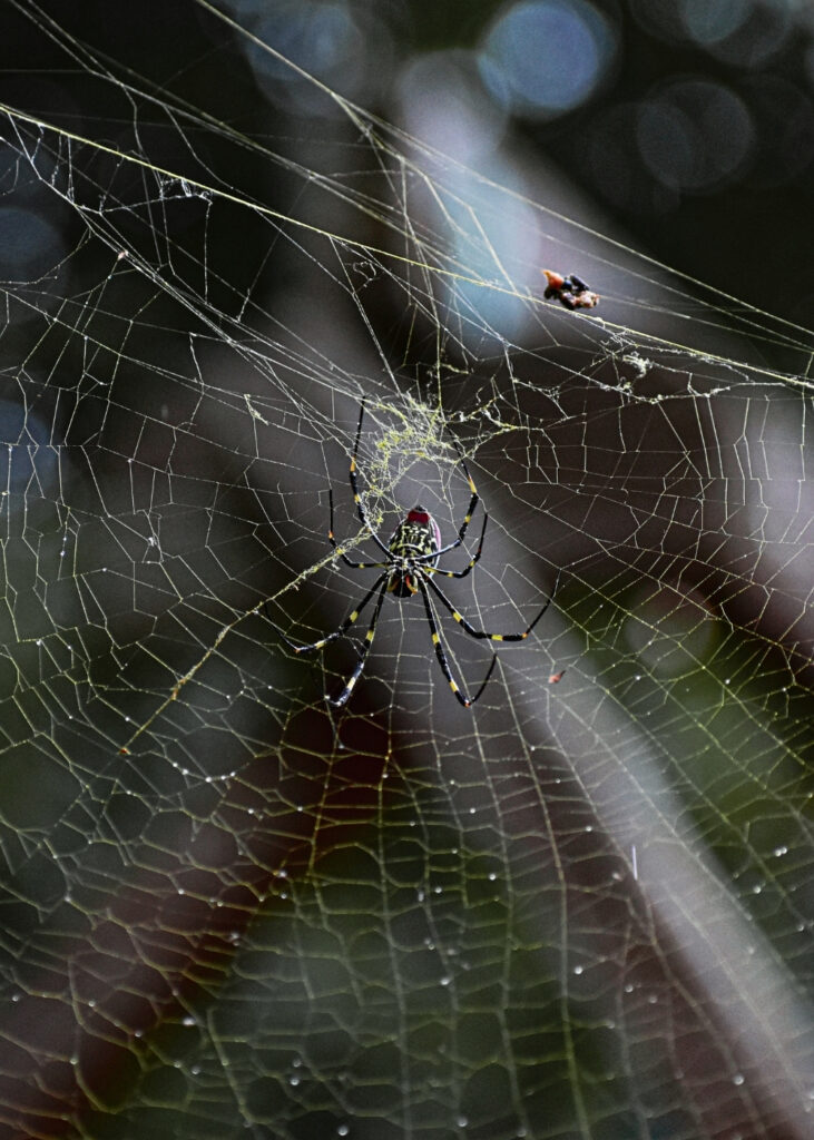 Joro Spider big web Image Mosquito Shield Marietta GA