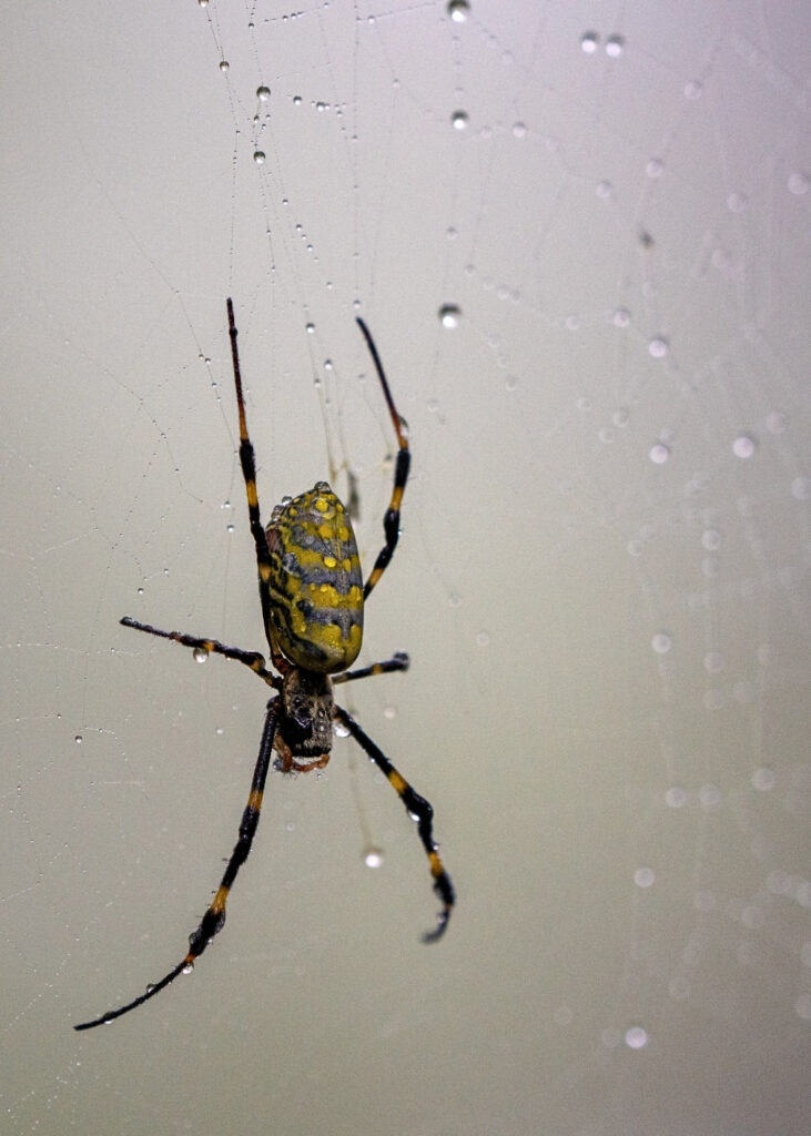 Joro Spider in wet web Image Mosquito Shield Marietta GA