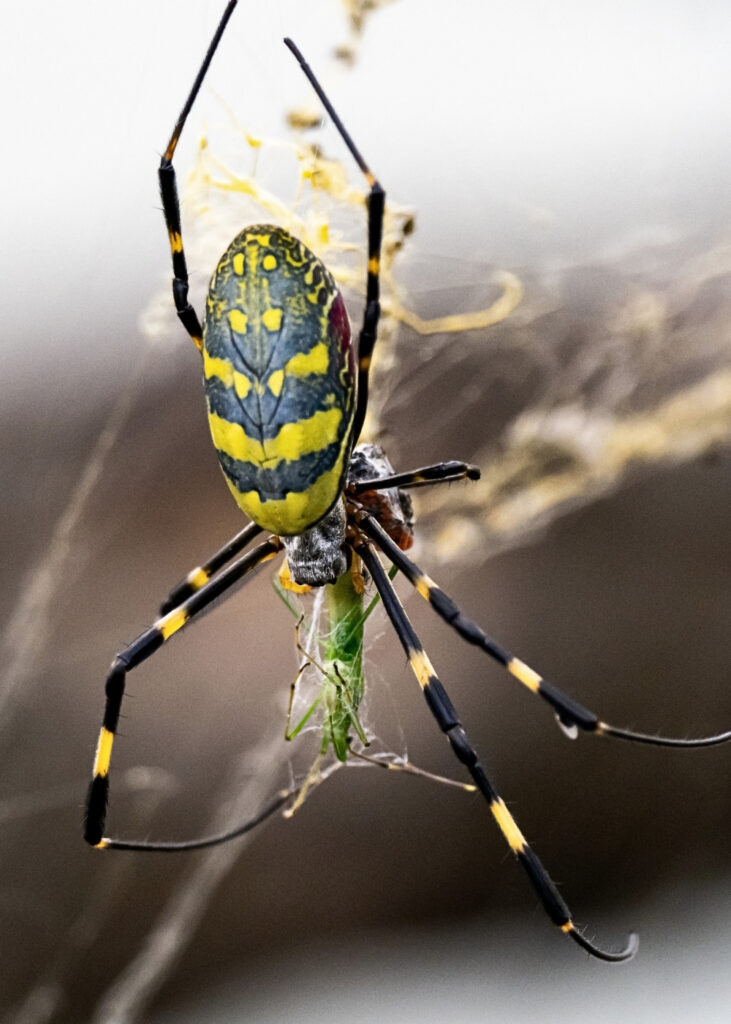 Joro Spider upside down Image Mosquito Shield Marietta GA