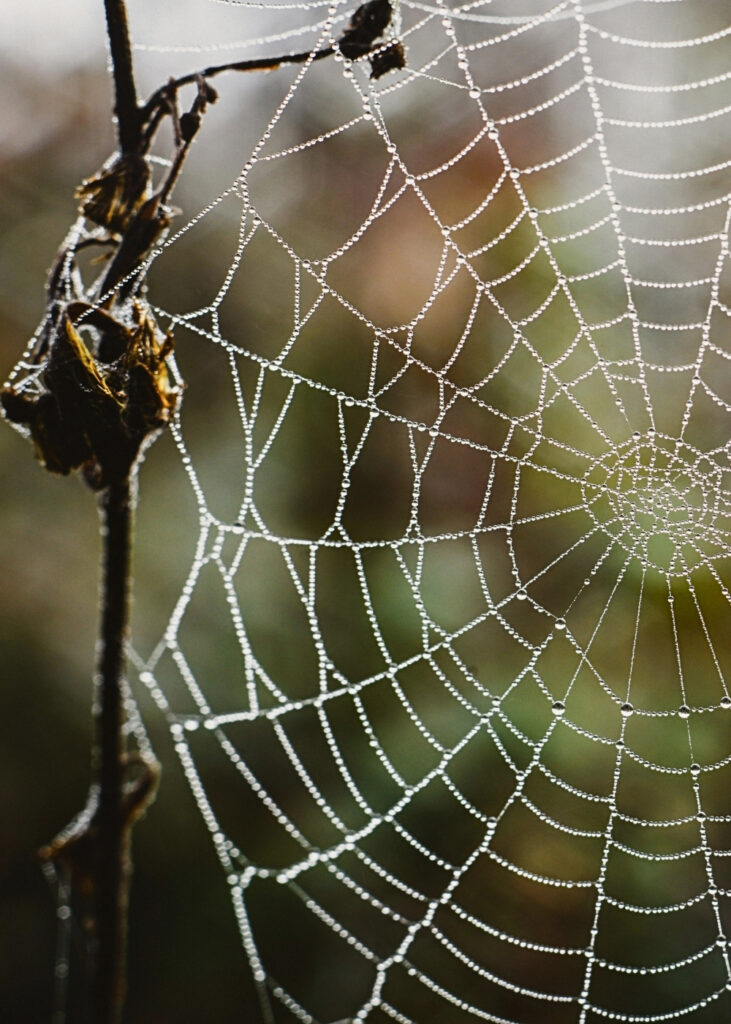 Joro Spider web removal Image Mosquito Shield Marietta GA