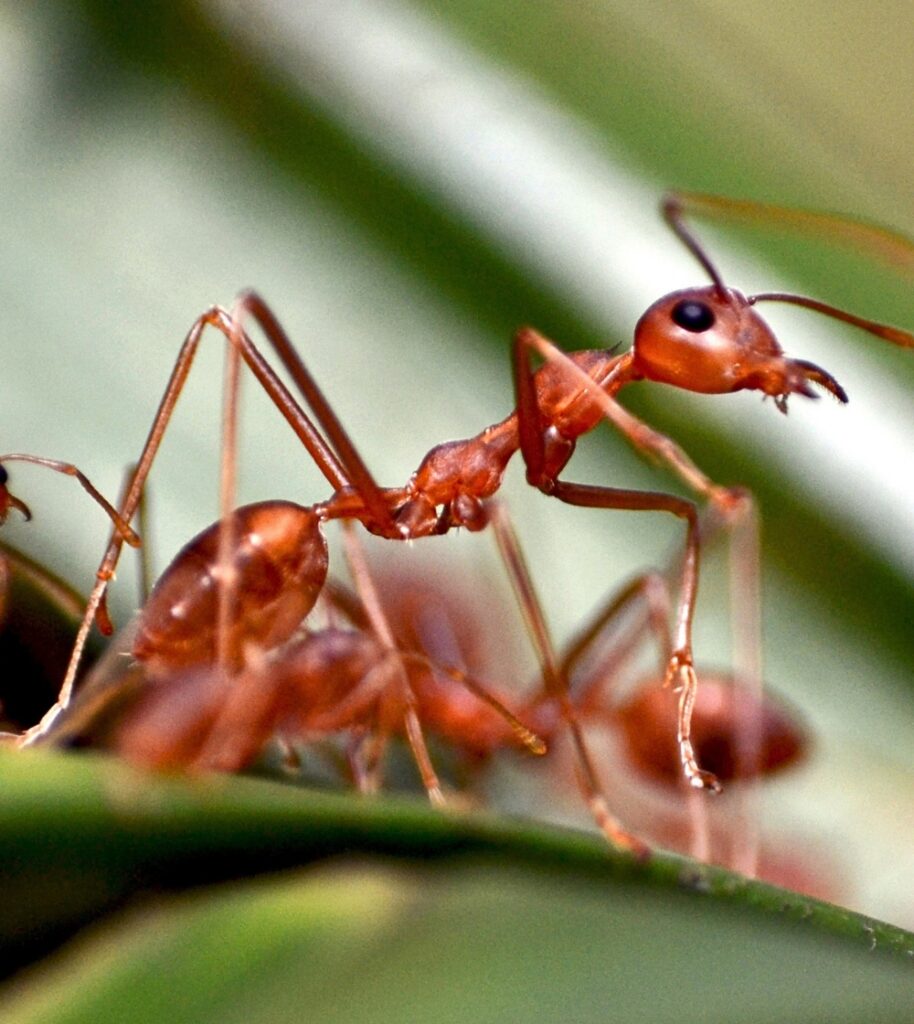 Fire Ant close up photo Mosquito Shield Austin TX