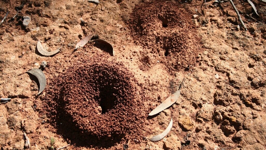Other Bugs we Battle ant hill Mosquito Shield Austin TX